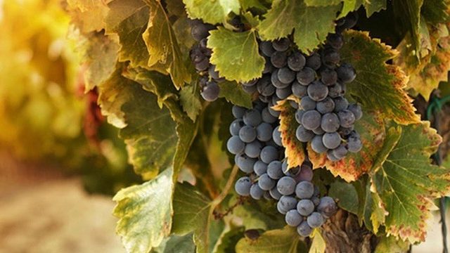 palisade colorado wine tour