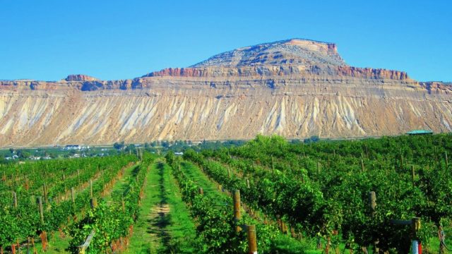 screen-shot-2020-11-22-at-3.24.18-pm palisades wine tour co